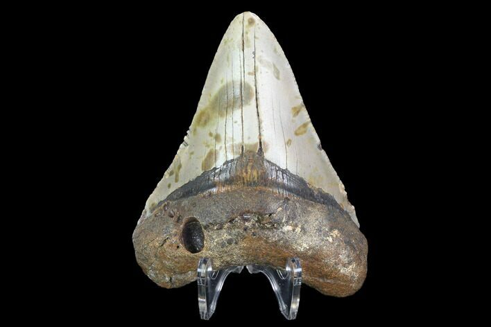 Fossil Megalodon Tooth - North Carolina #101263